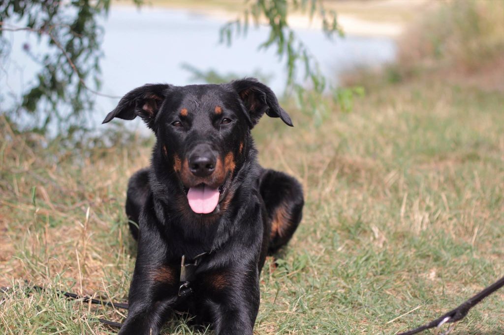 Nos chiens au quotidien